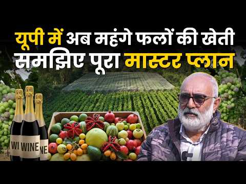Uttar Pradesh में Wine अंगूर की खेती कैसे हो रही? समझिए पूरा प्‍लान