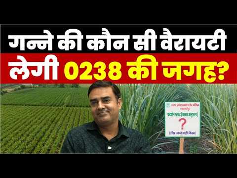Best Sugarcane Varieties for UP Farmers in 2026, गन्ने की कौन की वैरायटी लेगी CO-0238 की जगह?