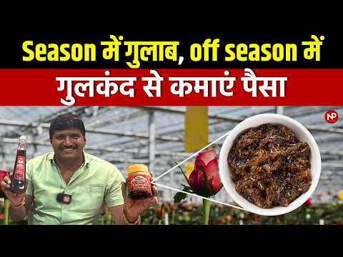 Season में गुलाब, Off season में गुलकंद से कमायें पैसा [ Earn money from Gulkand ] #rosefarming